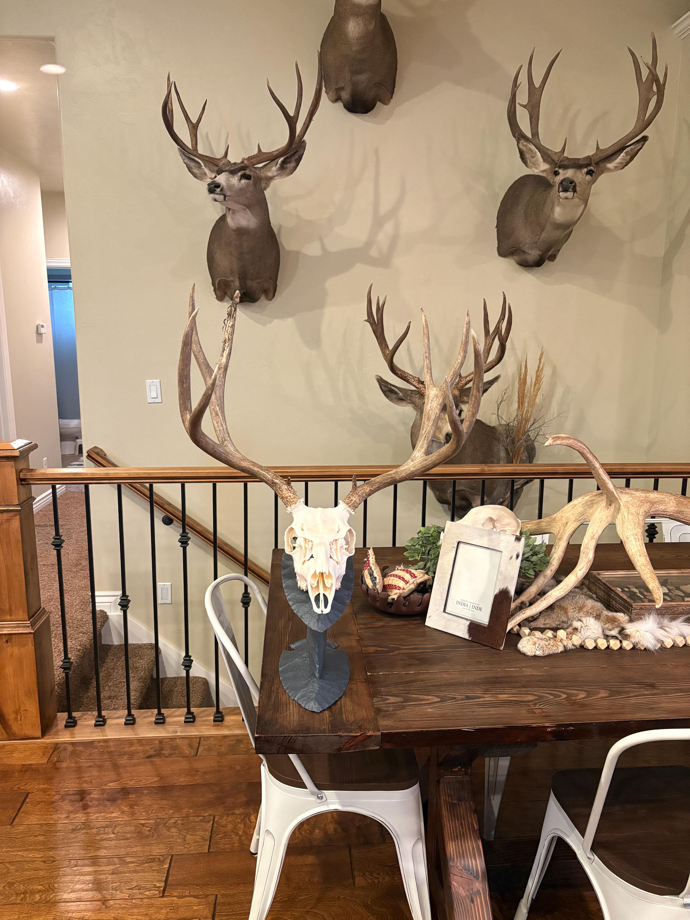 Euro Mount Skull Stand for Deer, Bear & Antelope, Adjustable European Skull Display, Arrowhead Style Trophy Stand